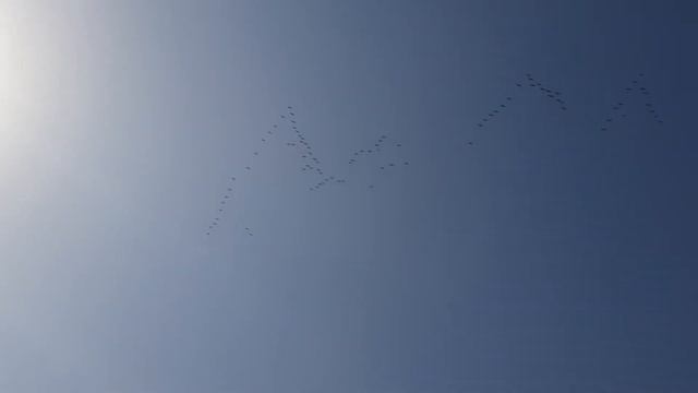 22 марта, Жаркент, прилетели журавли!! смотреть онлайн