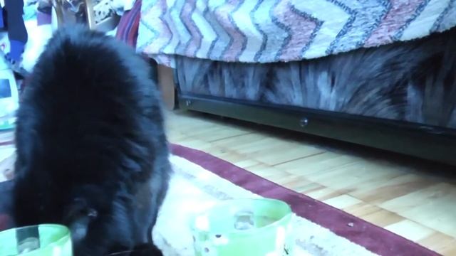 Супер! ПРИКОЛЫ!! Кот Боня трапезничает...#Приколы смотреть онлайн