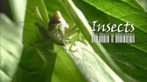 0517. ШОУ о НАСЕКОМЫХ и ПРИРОДЕ. Насекомые или миллиметровый мир. 720