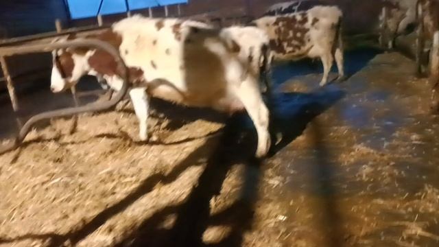 Коровы едят солому из подстилки