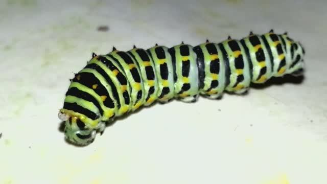 Гусеница махаона на столе смотреть онлайн