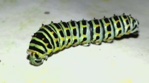 Гусеница махаона на столе