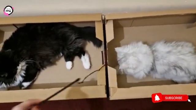 Milli angel Persian cats - Cute cat fight #persiancat #petlover #catlover #beautifulcats #catfight смотреть онлайн
