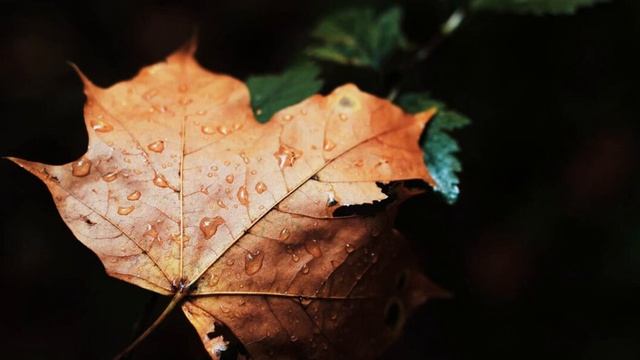 цитаты на латвийском смотреть онлайн