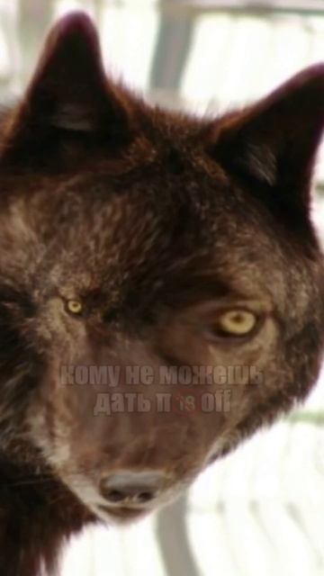 НЕ ДАВАЙ ДЕНЬГИ В ДОЛГ ТОМУ …🐺 #волк #волки #вайн #новый #новыйвидео #мемы #прикол #новыйприко смотреть онлайн