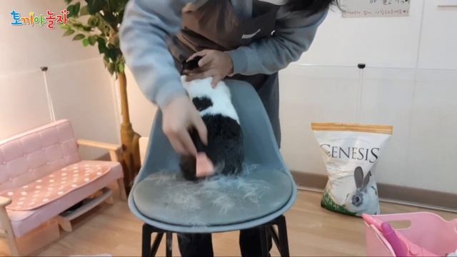 애완 토끼 미용실? 어렵지 않아요! 전문가와 상담하세요ㅋ반려 동물 키우기 смотреть онлайн