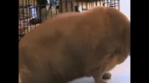 музыка для котов и кошек