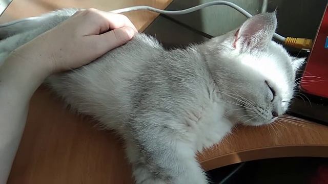 После сытного обеда, по закону Архимеда .... 🐱 смотреть онлайн