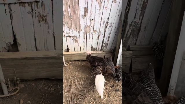 Great Pyrenees puppies learning the barn yard the are almost 8wks old 6423 great Pyrenees puppy