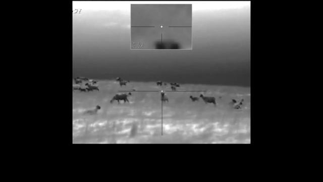 Thermal Predator Hunting - Pulsar Trail XP 38 Trail - The one that didn't get away! смотреть онлайн