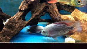 Species Profile: Vieja Breidohri Cichlid Pair With Eggs