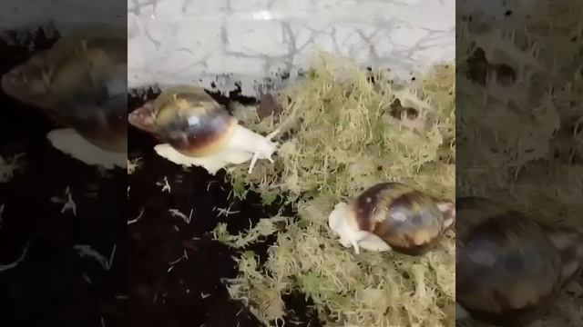Архахатина sp. Benin albino body. Пара подростков. Продаются. смотреть онлайн