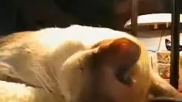 Уставший кот смотреть онлайн