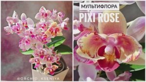 Phal. Pixi Rose 🌸 Нежная мультифлора бабочка Пикси Роз от садовника SonYa | Обзор сорта орхидеи