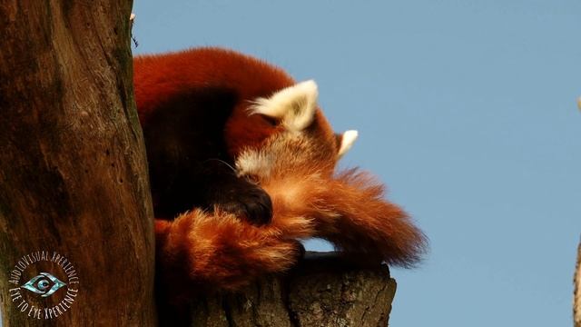 Red panda babies Ariel, Aurora & Alice