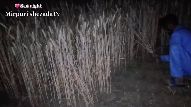 Raat ko گندم کٹائی k Duran Kubrstan Mai ajeeb cheez ko deka |night during wheat harvesting چیز دیکھ смотреть онлайн
