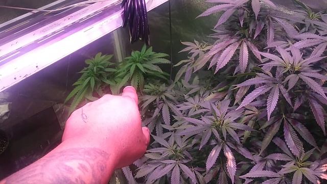 AGLEX 2000 watt cob LED grow light смотреть онлайн