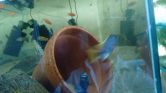 Красавец самец Метриаклима мембе дип смотреть онлайн