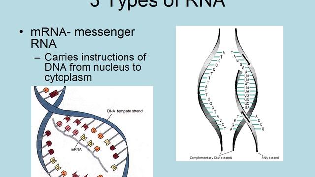 RNA structure смотреть онлайн