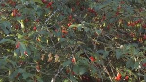 Вишнёвое повидло. Маринкины творинки