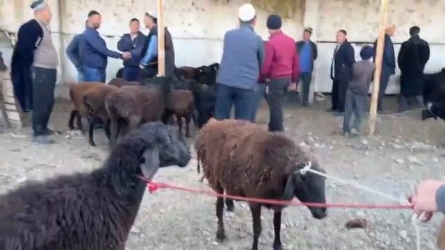 ҶАВ ҶУГОРИ ГУШТ ВА ДИГАРЧИЗҲО МОЛИ МАЙДА ШАНБЕБОЗОР 11 ноября 2023 г.