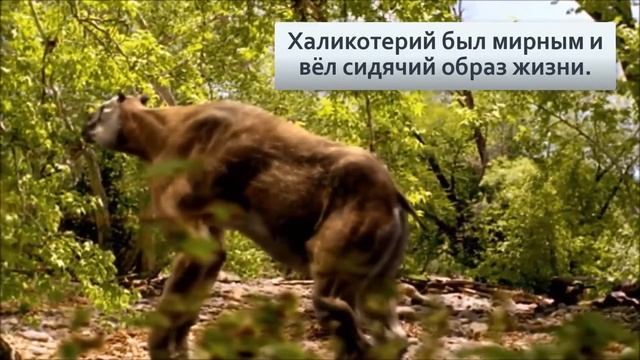 Халикотерий Древние разрыватели деревьев