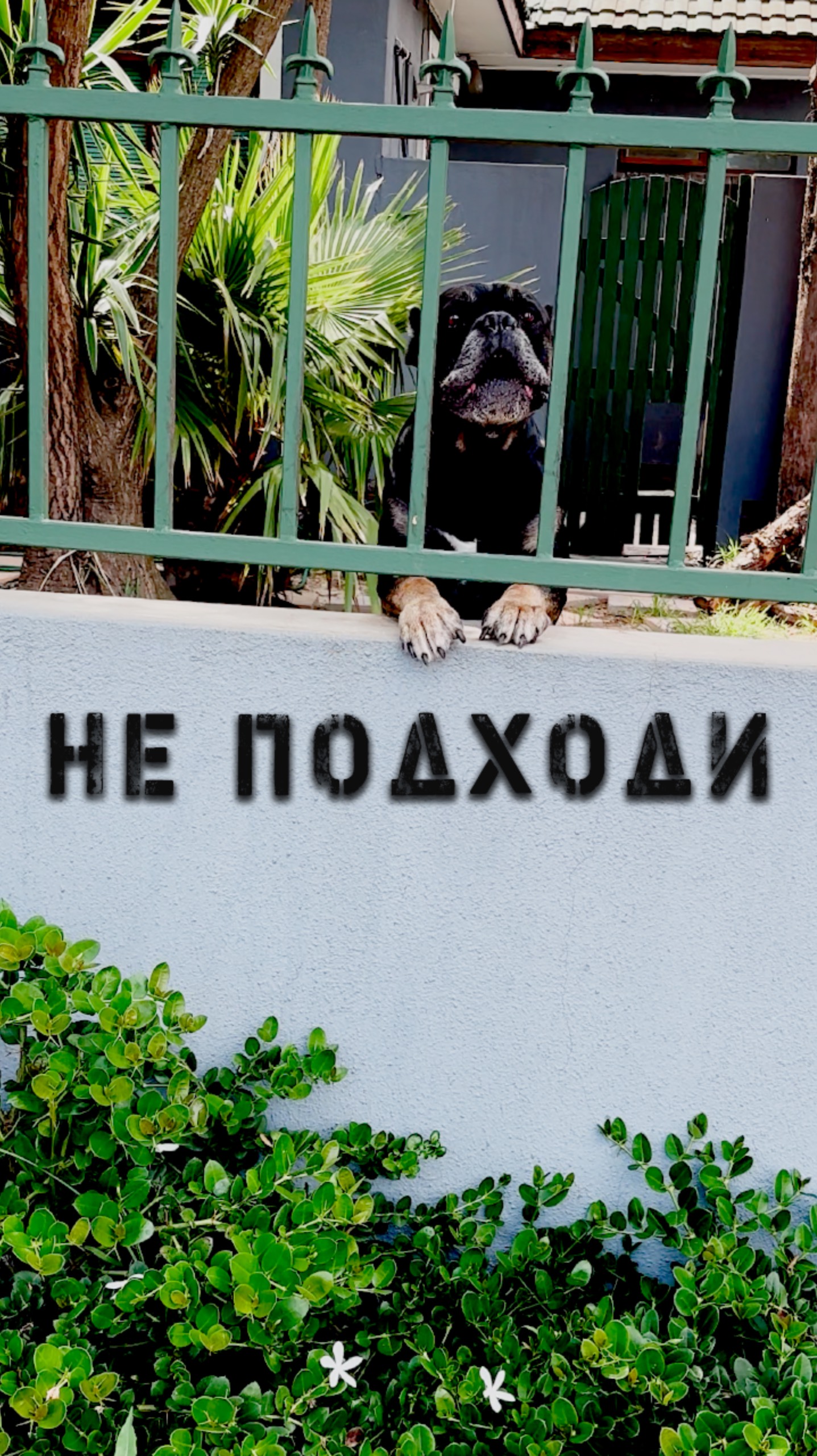 Африканский ПЁС 🐕 #защитник