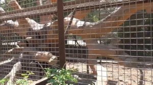 ЛЮСЯ подбила носух рыть подкоп! ДЖОННИК  УГОСТИЛСЯ! Парк львов Тайган #тайган