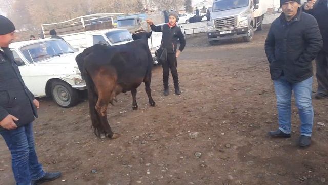 АНДИЖОН СОЙ МОЛ БОЗОРИ СИГИРЛАР НАРХЛАРИ 21 ноября 2021 г. ANDIJON SOY MOL BOZORI SIGIRLAR NARXLARI