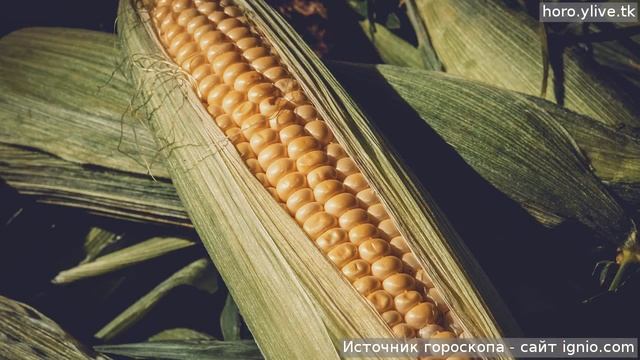 Близнецы. 🌮 24 дек. 2018: Кулинарный гороскоп на сегодня. смотреть онлайн