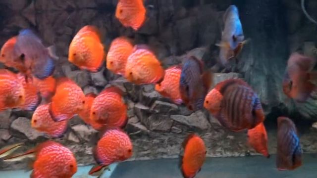 Дискусы смотреть онлайн