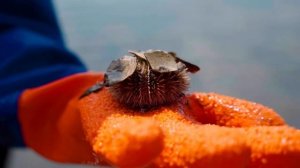 Экскурсии по Сахалину