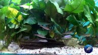 Aquarium Tanganyika & Géantes Anubias
