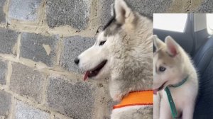 Смотрим мои старые видео! (Хаски Энигма)