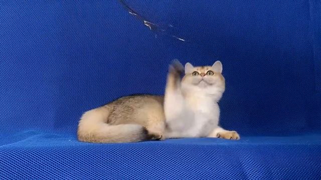 Британские котята,серебристые шиншиллы.