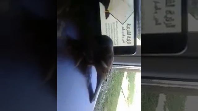 Птица прилетает слушать Куран смотреть онлайн