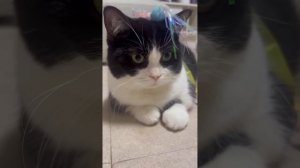 Смешные видео с котиками