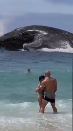 Big whale try  to flying in Alanya Kleopatra Beach Antalya Türkiy