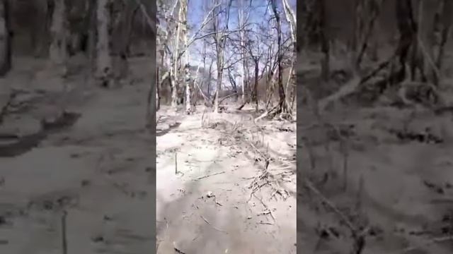 После пеплопада в Ключах. Экология Камчатки.