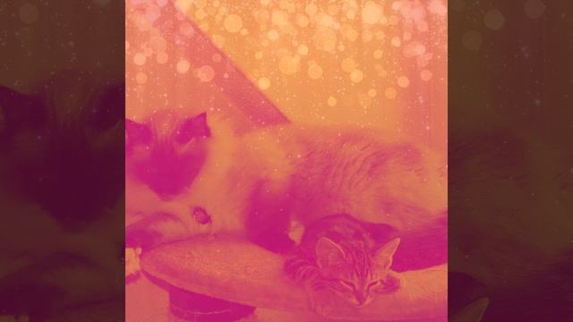 Атмосфера (Котята) смотреть онлайн