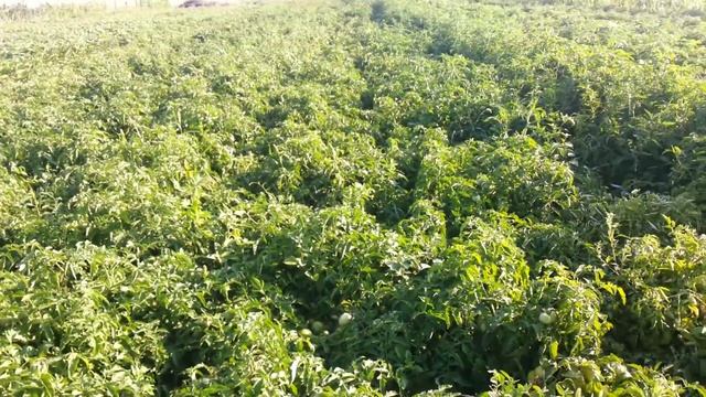 Фитоспорин для чего он нужен. смотреть онлайн