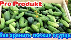 Как хранить свежие огурцы