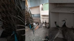 мой вольер для декоративной птицы.