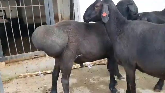 ХИСОРИ КОЙЛАР СОТИЛАДИ. +998988088820 (Сирожиддин). ГИССАРСКИЕ КУЧКАРЫ