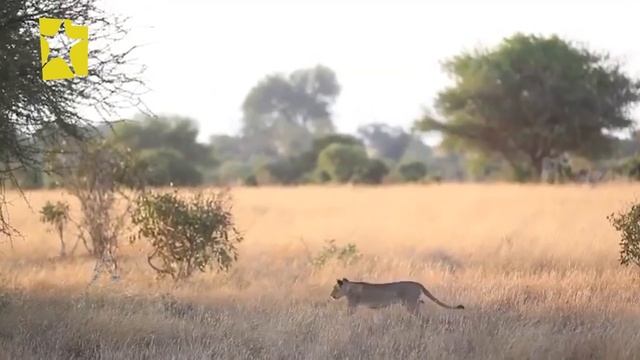 ለምሳሌ. . . | ቆይታ ከአዚዝ አህመድ ጋር ክፍል 1 | Lemisale Interview with Wildlife Photographer Aziz Ahmed Part смотреть онлайн