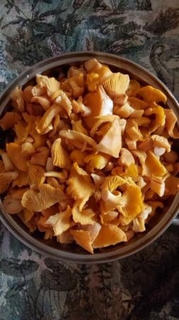 Как мы собирали Лисички. Принесли добычу домой.