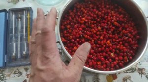 Подлинный рябиновый спотыкач