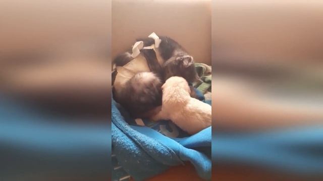 Вчера еще тетка с косой ходила и причмокивала радостно.Фиг тебе, иди забирай тех, кто оставил! смотреть онлайн