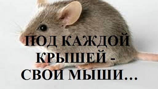 ПОД КАЖДОЙ КРЫШЕЙ - СВОИ МЫШИ... видео (из серии "ПРОДАЖИ И ПРОДАЖНЫЕ ЛЮДИ")