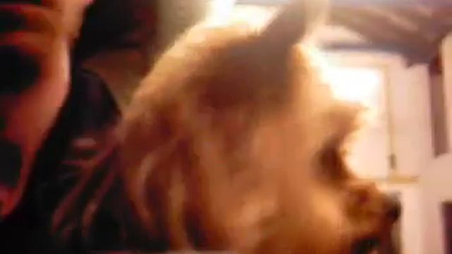 15 03 09 YORKSHIRE TERRIER/small/silver-tan/male смотреть онлайн